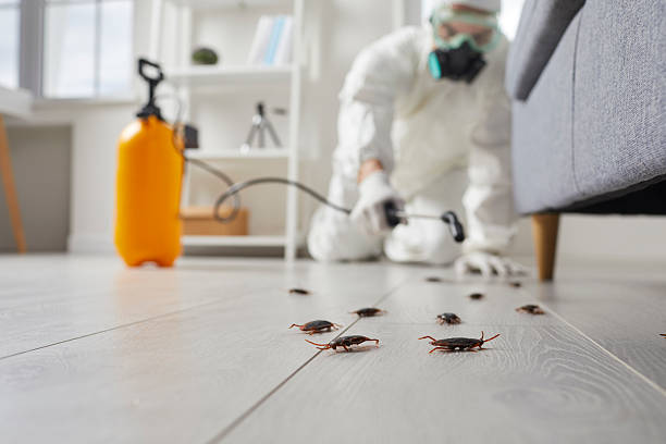 Affordable Termite Control solutions in Vassar, MI